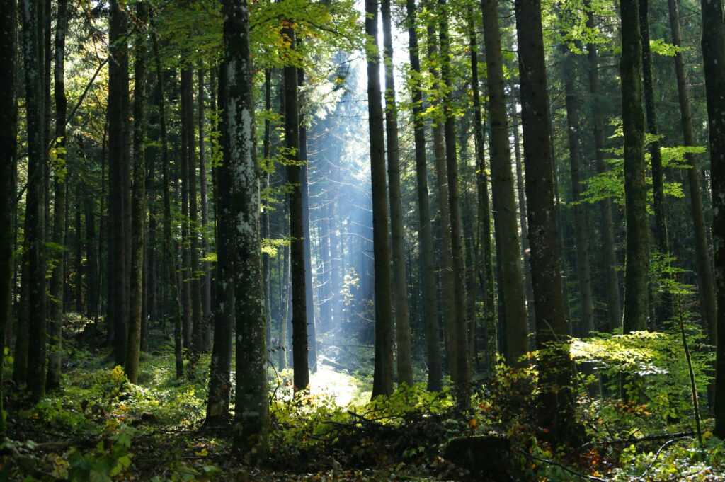 Heilpraktikerin für Psychotherapie